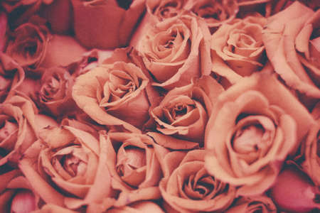 Vintage roseの写真素材