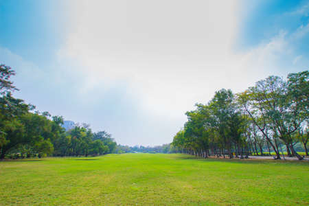 Green field lined by trees on clear day - Stock Imageの写真素材