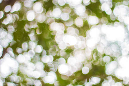 Tree Bokeh - Stock Imageの写真素材