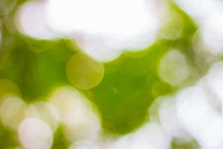 Tree Bokeh - Stock Imageの写真素材