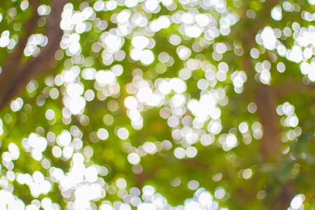 Tree Bokeh - Stock Imageの写真素材