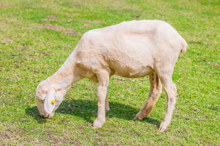 sheep in farm at Ratchaburi, Thailandの写真素材