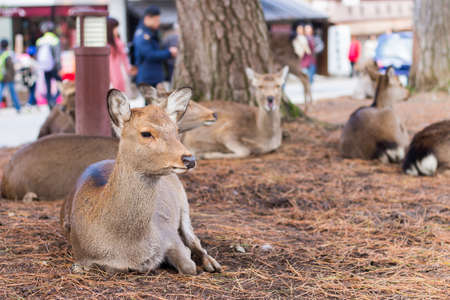 Deer in Nara Park, Japanの写真素材