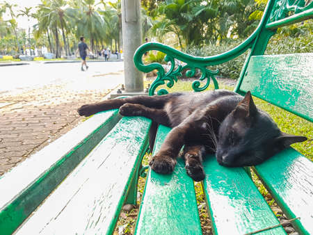 Cat Sleeping On A Bench In Park In Hot Summer Dayの写真素材