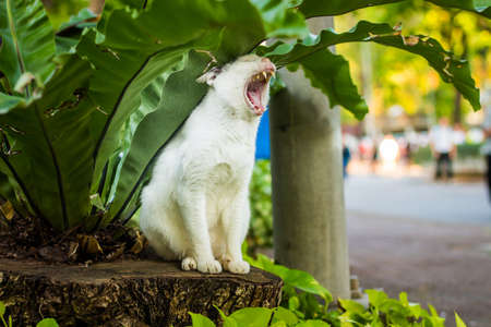 cute cat in ourdoor parkの写真素材