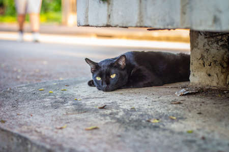 cute cat in ourdoor parkの写真素材