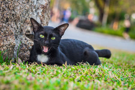 cute cat in ourdoor parkの写真素材