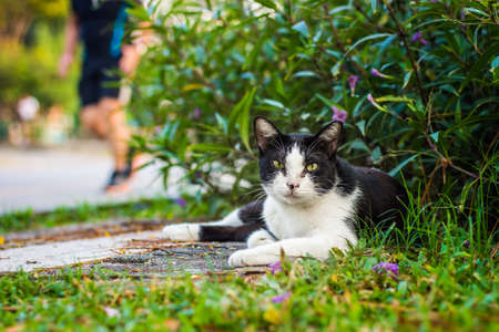 cute cat in ourdoor parkの写真素材