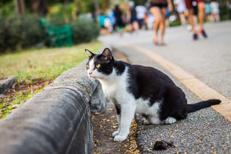 cute cat in ourdoor parkの写真素材