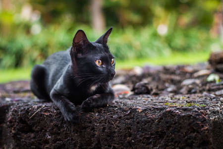 cute cat in ourdoor parkの写真素材