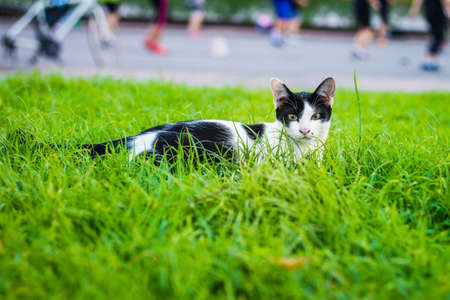 cute cat in ourdoor parkの写真素材