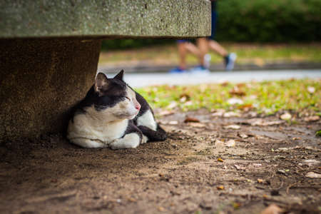 cute cat in ourdoor parkの写真素材