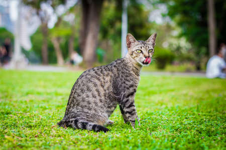 cute cat in ourdoor parkの写真素材