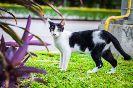 cute cat in ourdoor parkの写真素材