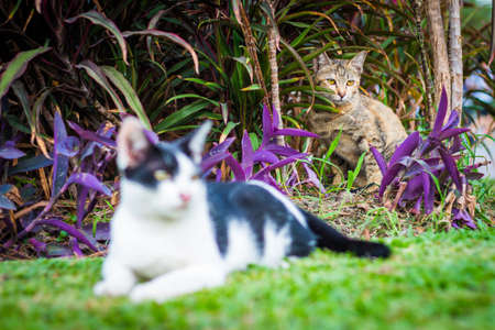 cute cat in ourdoor park