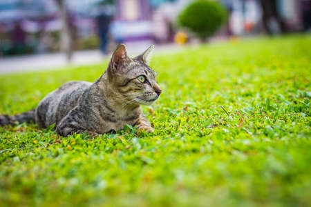 cute cat in ourdoor parkの写真素材