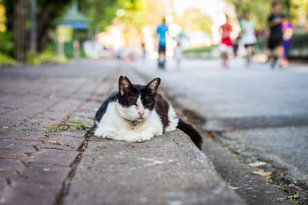 cute cat in ourdoor parkの写真素材