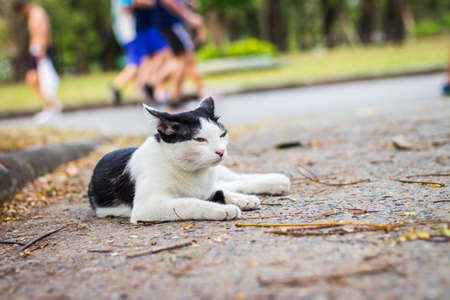 cute cat in ourdoor parkの写真素材
