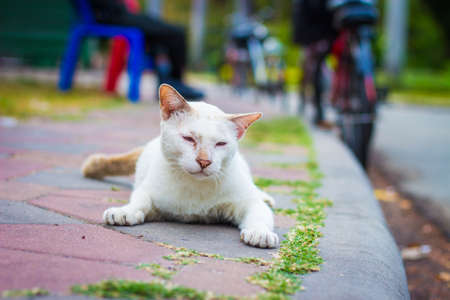 cute cat in ourdoor parkの写真素材