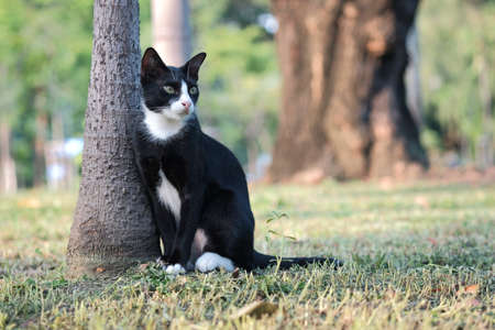 cute cat in ourdoor parkの写真素材
