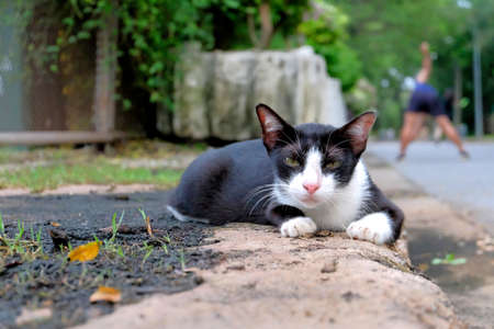 cute cat in ourdoor parkの写真素材