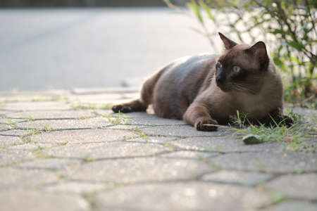 cute cat in ourdoor parkの写真素材
