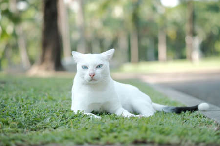 cute cat in ourdoor parkの写真素材