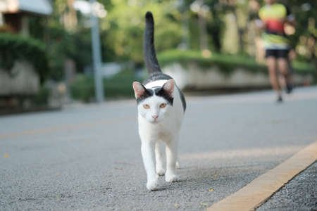 cute cat in ourdoor parkの写真素材