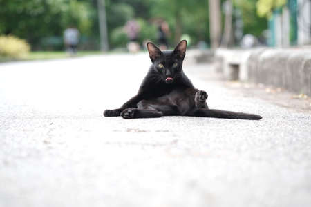 cute cat in ourdoor parkの写真素材