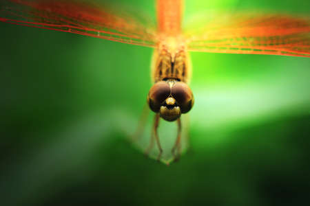 dragonflyの写真素材