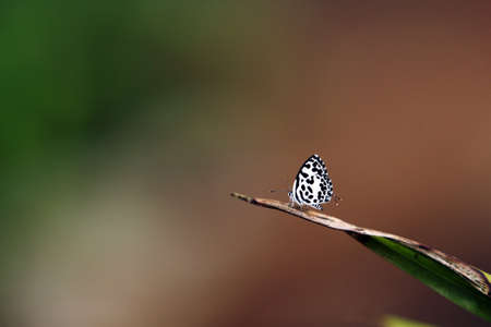 butterflyの写真素材