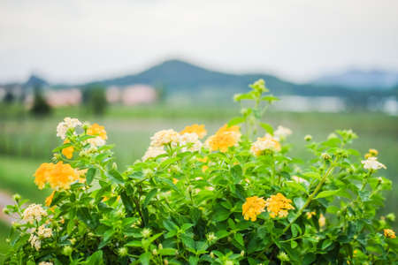 Many flowers on the foreground and the background is a mountain.の写真素材