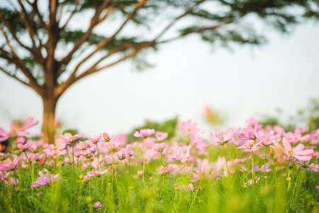 Cosmos bipinnatus flowers blooming in the garden with tree.の写真素材