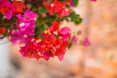 The beautiful Bougainvillea Flowers blooming in the garden.の写真素材