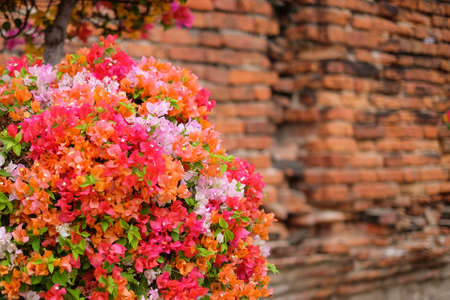 The beautiful Bougainvillea Flowers blooming in the garden with old vintage wall for texture or background.の写真素材