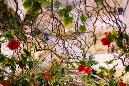 Beautiful branches of red roses blooming in the garden for background or texture , Valentine's Day.の写真素材