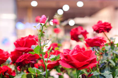 Red roses blooming in the garden for background or texture , Valentine's Day.の写真素材