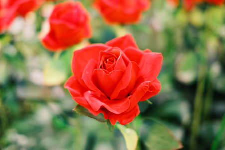 Red roses blooming in the garden for vintage background or texture , Valentine's Day.の写真素材