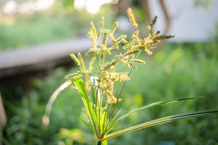 Beautiful green grass flower or poaceae in the garden for nature background or texture.の写真素材