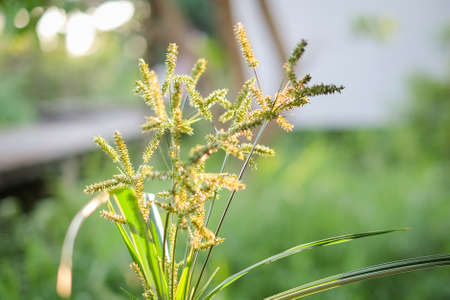 Beautiful green grass flower or poaceae in the garden for nature background or texture.の写真素材