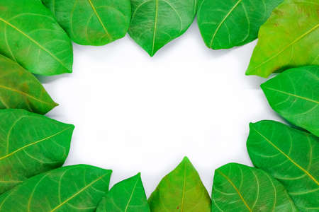 Beautiful green leaf for background or texture - nature concept.の写真素材