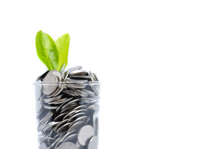 Saving money in glass for your investment future (habit) is similar to growing green leaves on tree isolated on white background - saving & economical concept.の写真素材