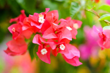 The beautiful Bougainvillea Flowers blooming in the garden for background or texture.の写真素材