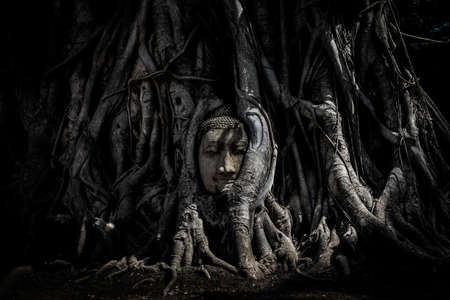 Magical head of sandstone buddha in trunk or roots tree at "Wat Mahathat" (Ayutthaya Province - Thailand) - vintage or black & white concept.の写真素材
