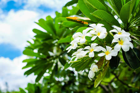 On a good day, The Beautiful Plumeria (Frangipani, Temple or Graveyard tree name) flower blossoming on the tree in garden for background or texture - colorful concept.の写真素材