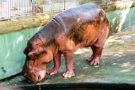 Hippopotamus on the concrete floor for animal background or texture.の写真素材