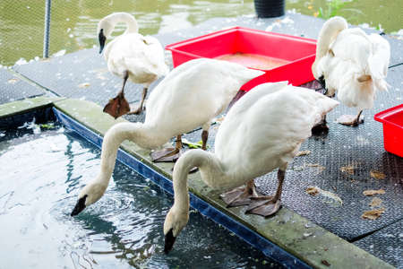 White gooses drinking water on the floor and near pond water at Kwan-Riam floating market - Bangkok, Thailand for animal background or texture.の写真素材