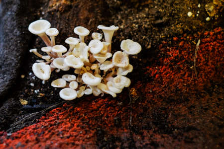 Wild white mushrooms on the red ground in forest for nature background or texture - food concept.の写真素材