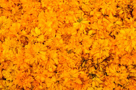 Beautiful Marigold (Calendula officinalis) for flower background or texture - yellow concept.の写真素材