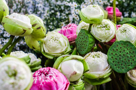 The colorful lotus blooming in garden for flower background or texture - pray & religion concept.の写真素材